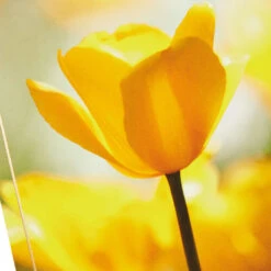 Hallmark Nature Scenes Assorted Support And Sympathy Cards, Pack Of 8 -Hallmark Gift Shop Floral Assorted Care and Concern Cards 799WWZ1034 07