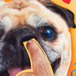 Hallmark Pickin' And Grinnin' Funny Musical Birthday Card With Motion -Hallmark Gift Shop NosePicking Pug Funny Musical and Motion Birthday Card 959ARH1597 04