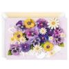 Hallmark Purple Pansy Cart Blank Card -Hallmark Gift Shop Purple and Yellow Pansies in White Cart Blank Card 859LAD4549 01
