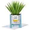 Hallmark Spider Plant Keep Growing 3D Pop-Up Hello Card -Hallmark Gift Shop Spider Plant Pop Plant 3D PopUp Hello Card 799WDR1201 01