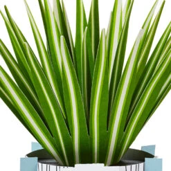 Hallmark Spider Plant Keep Growing 3D Pop-Up Hello Card -Hallmark Gift Shop Spider Plant Pop Plant 3D PopUp Hello Card 799WDR1201 04